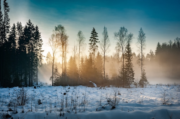 Bela paisagem de inverno ao nascer do sol. Campo de inverno com neve e árvores ao redor.