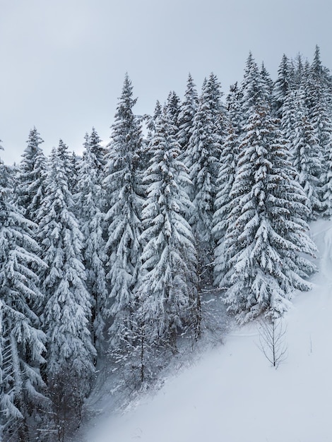 Bela paisagem de inverno com abetos cobertos de neve em dia de neve e nevoeiro