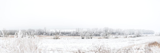 Bela paisagem de inverno com árvores cobertas de geadas