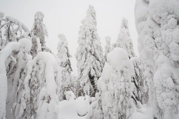 Bela paisagem de inverno com árvores cobertas de neve. Conto de fadas de inverno