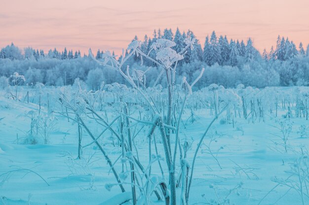 Bela paisagem de inverno com árvores cobertas de neve em geada