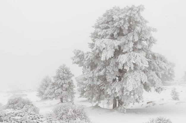 Bela paisagem de inverno com árvores cobertas de neve.