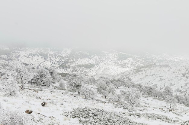 Bela paisagem de inverno com árvores cobertas de neve.