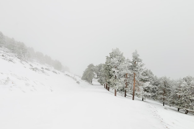 Bela paisagem de inverno com árvores cobertas de neve.