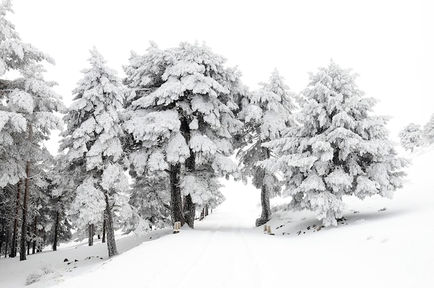 Bela paisagem de inverno com árvores cobertas de neve.