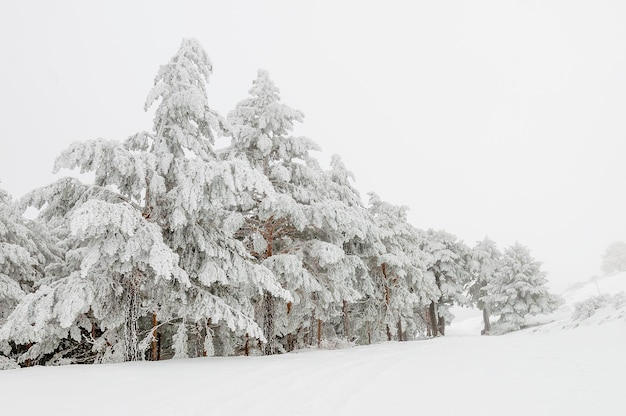 Bela paisagem de inverno com árvores cobertas de neve.