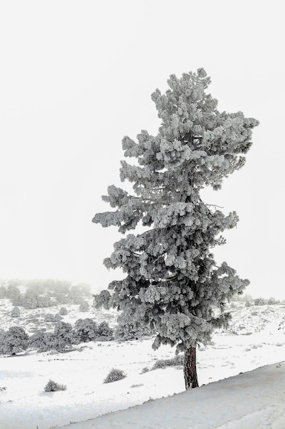 Bela paisagem de inverno com árvores cobertas de neve.