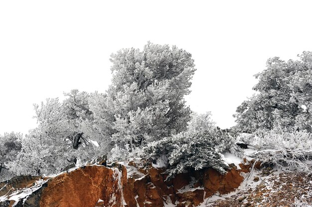 Bela paisagem de inverno com árvores cobertas de neve.
