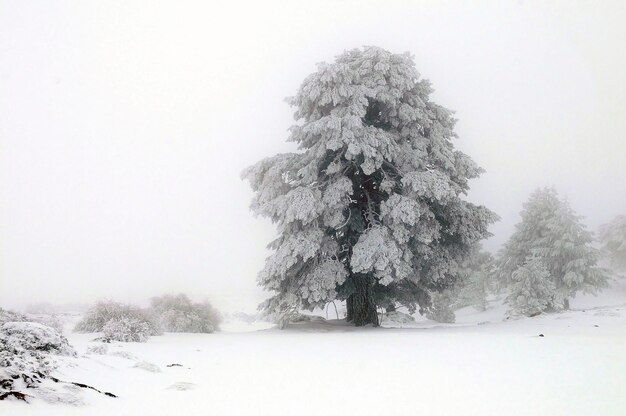 Bela paisagem de inverno com árvores cobertas de neve.