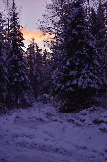 Bela paisagem de inverno com árvores da floresta e pôr do sol