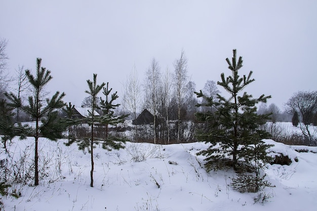 Bela paisagem de inverno com árvores na neve no campo