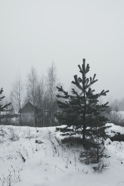 Bela paisagem de inverno com árvores na neve no campo