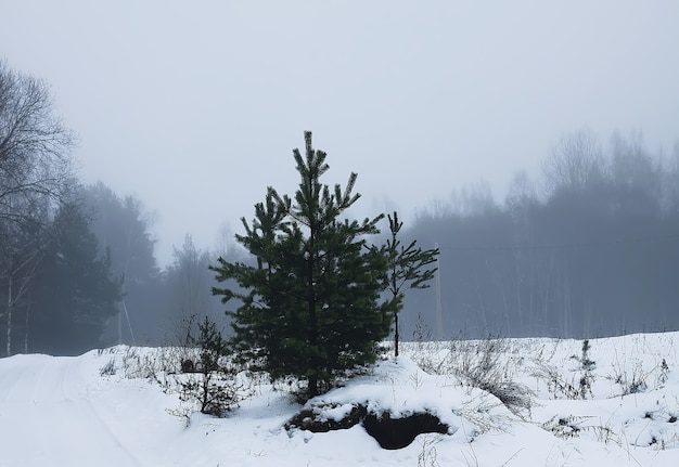 Bela paisagem de inverno com árvores na neve no campo