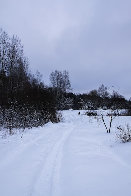 Bela paisagem de inverno com árvores na neve no campo