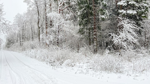 Bela paisagem de inverno com árvores nevadas e estrada após nevadas fortes. Condições de condução perigosas, estrada escorregadia.