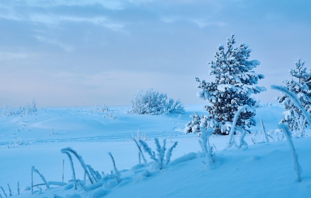 Bela paisagem de inverno com dunas de pinhal à beira-mar