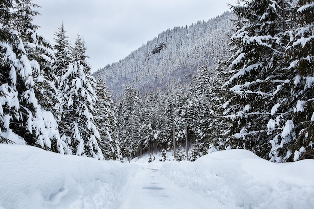 Bela paisagem de inverno com neve mista. fundo de inverno da natureza.