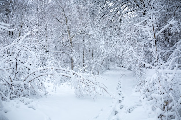 Bela paisagem de inverno com neve no parque