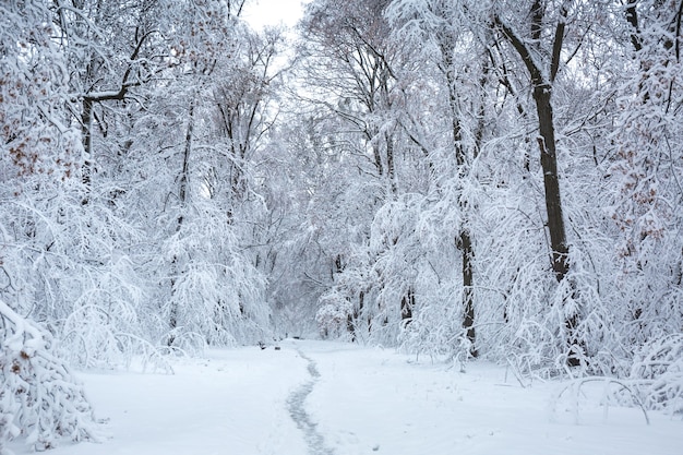 Bela paisagem de inverno com neve no parque