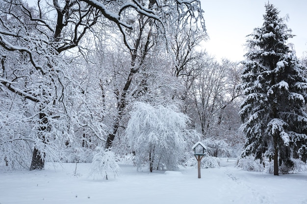 Bela paisagem de inverno com neve no parque