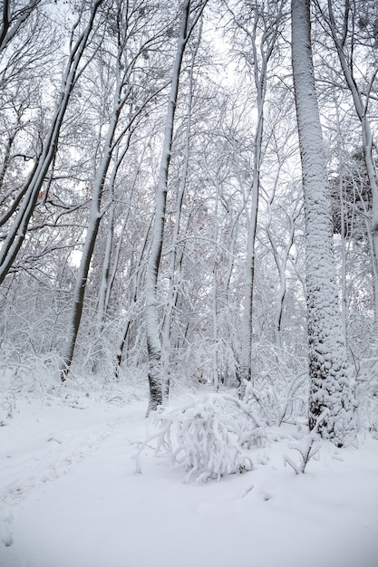 Bela paisagem de inverno com neve no parque