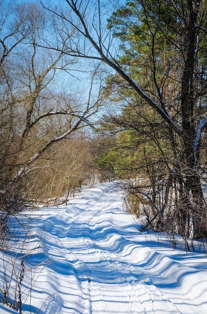 Bela paisagem de inverno com uma floresta e um caminho na neve