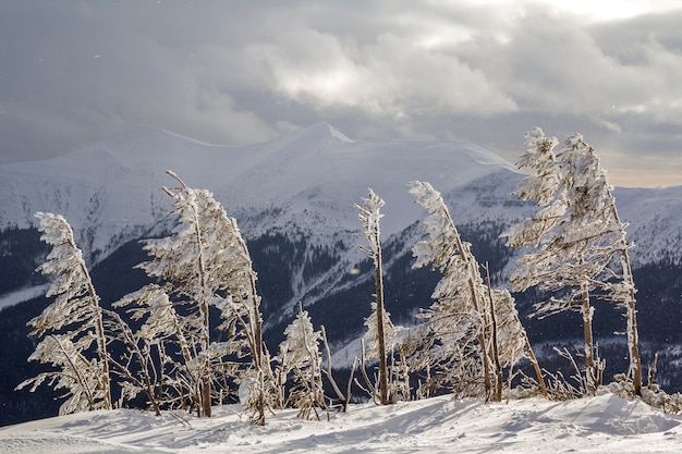 Bela paisagem de inverno incrível. as árvores novas pequenas cobertas com a neve e a geada no dia ensolarado frio na cópia espaçam o fundo do cume arborizado da montanha nevado e do céu tormentoso nebuloso.