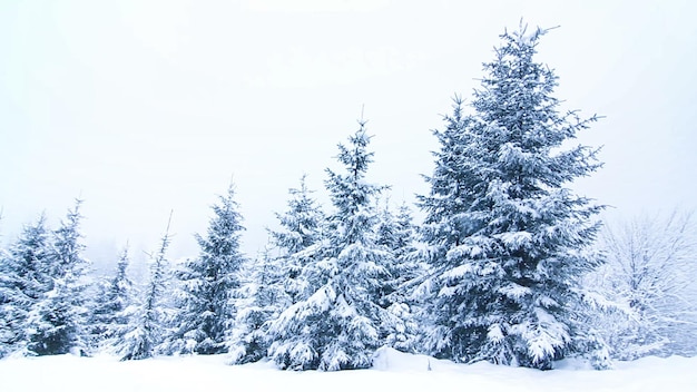 Bela paisagem de inverno