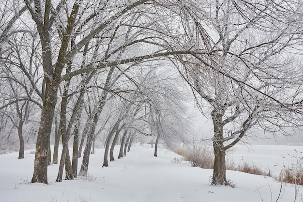 Bela paisagem de inverno