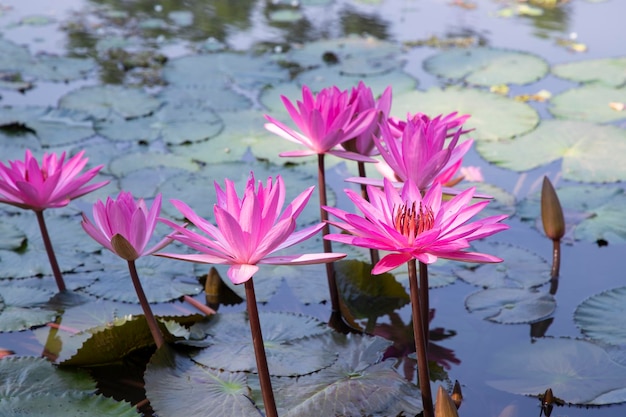 Bela paisagem de lírios rosa vermelhos florescentes ou flores de lótus na água da lagoa