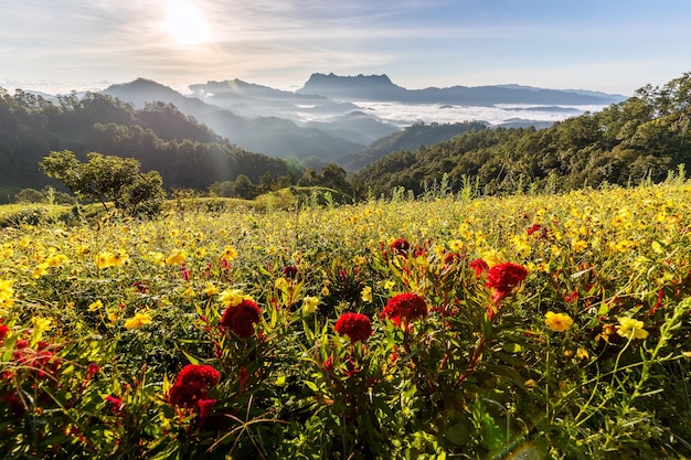 Bela paisagem de manhã em Doi Luang Chiang Dao Chiang Mai Tailândia