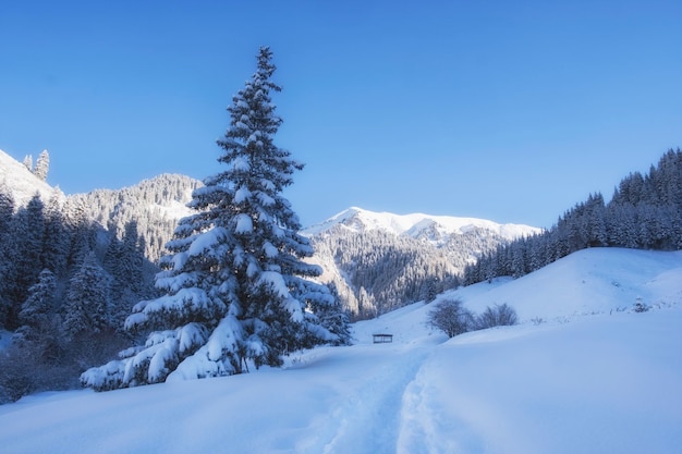 Foto bela paisagem de montanha de inverno com floresta de abetos e neve fresca no desfiladeiro de butakovskoye