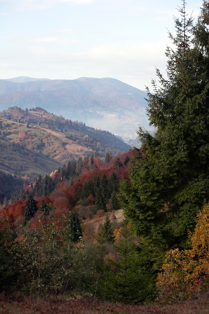 Bela paisagem de montanhas de outono. Cárpatos, Ucrânia