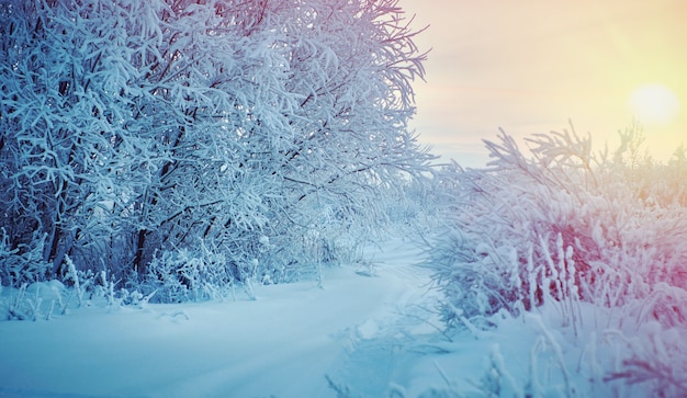 Bela paisagem de Natal, contra o pôr do sol, galhos de árvores cobertos de neve