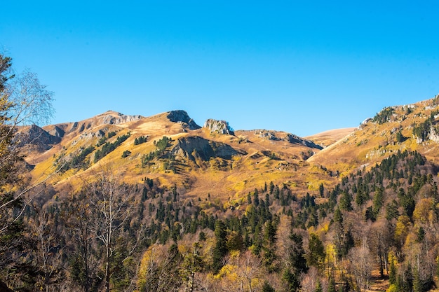 Bela paisagem de outono com árvores amarelas