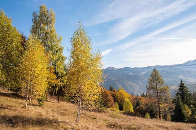 Bela paisagem de outono de montanha com floresta colorida