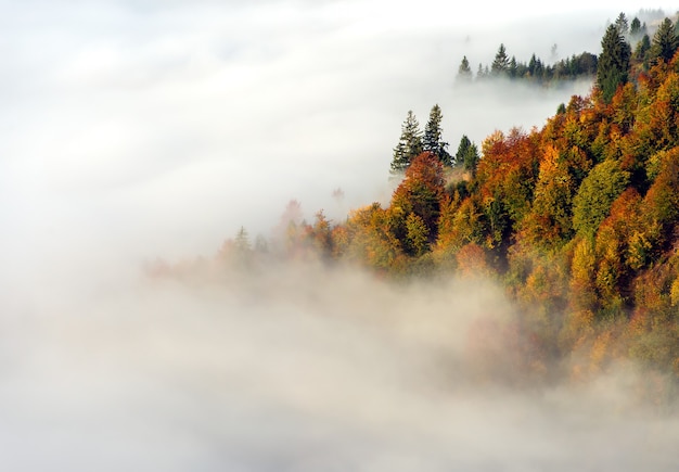 Bela paisagem de outono nas montanhas Karpaty na floresta