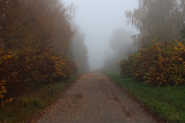 Bela paisagem de outono. Parque nebuloso.