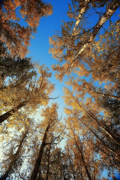 bela paisagem de parque de outono / floresta, árvores em folhagem amarela, paisagem de outono, queda de folhas