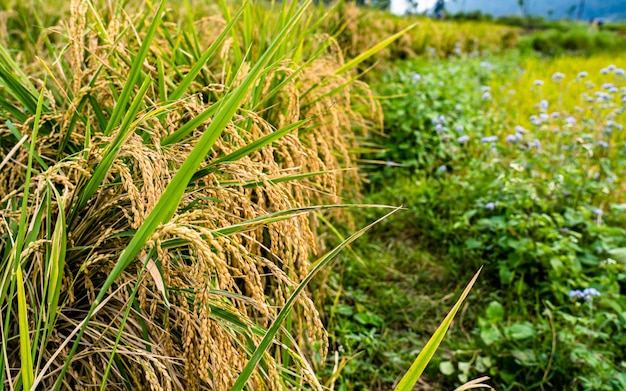 bela paisagem de plantações de arroz em Kathmandu Nepal