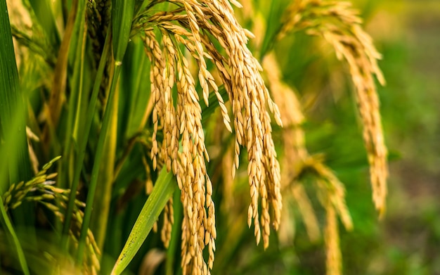 bela paisagem de plantações de arroz em Kathmandu Nepal