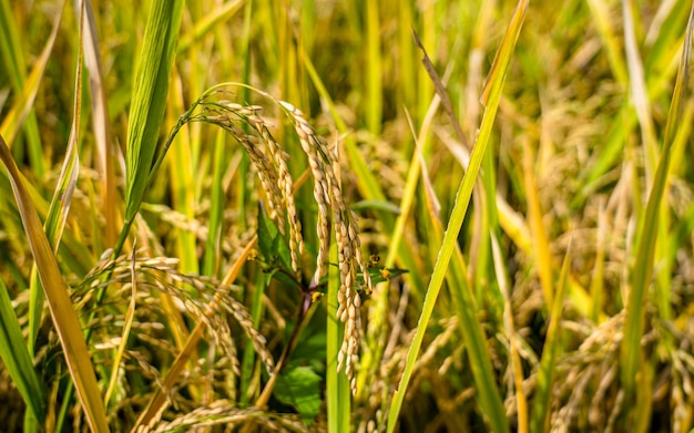 bela paisagem de plantações de arroz em Kathmandu Nepal