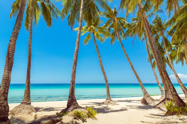 Bela paisagem de praia tropical Coqueiros, mar, veleiro e areia branca