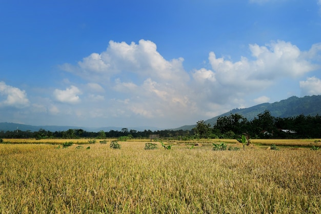 Bela paisagem de terraços de arroz