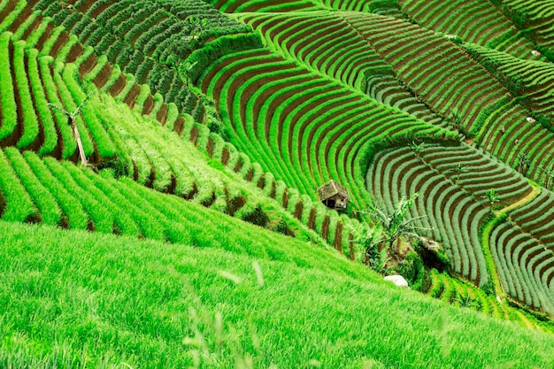 Bela paisagem de terras agrícolas com terraços verdes