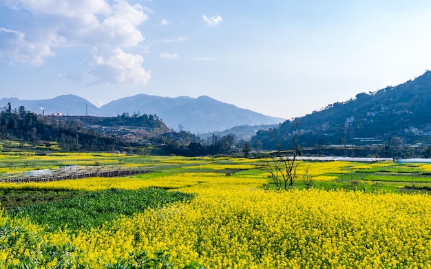 bela paisagem de terras agrícolas de mostarda durante a temporada de primavera em Kathmandu Nepal