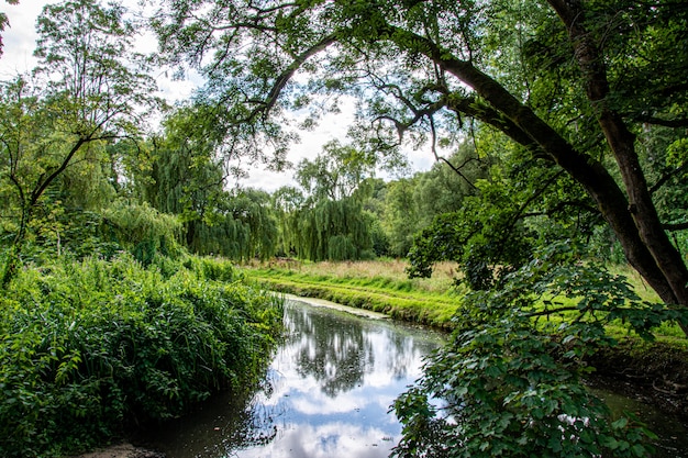 Bela paisagem de um rio na floresta