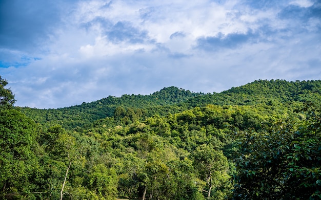 Bela paisagem de vegetação na temporada de verão em Kathmandu Nepal