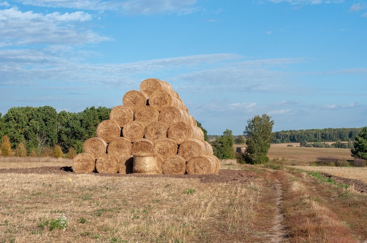 Foto bela paisagem de verão com uma pilha de canudos no campo