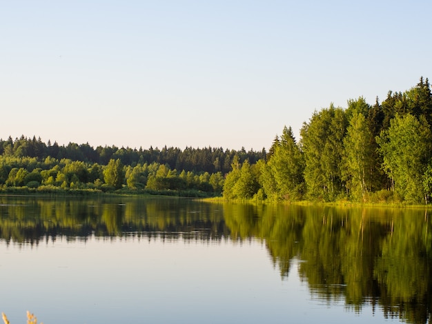 Bela paisagem de verão de um lago ensolarado na floresta